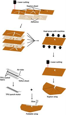 Earwig-inspired foldable origami wing for micro air vehicle gliding